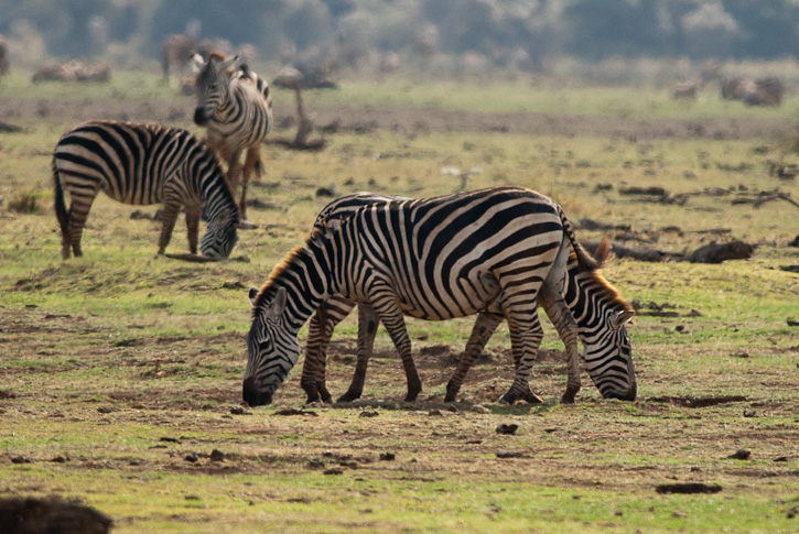 Zebras, eine der vielen Tierarten im Park