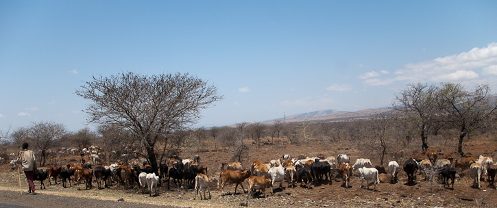 Massai mit Herde